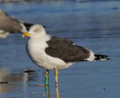 Gaviotas sombrías de paso