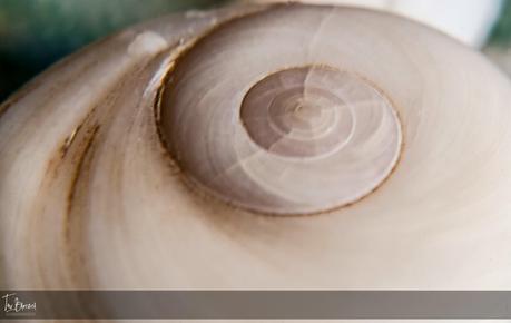 Macros con una ampliación x10