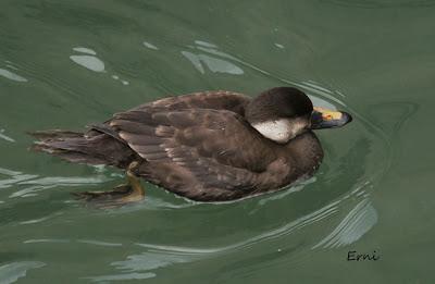 BIG YEAR SPAIN 2013 (NOVIEMBRE)