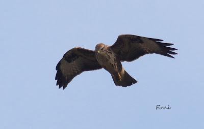 BIG YEAR SPAIN 2013 (NOVIEMBRE)