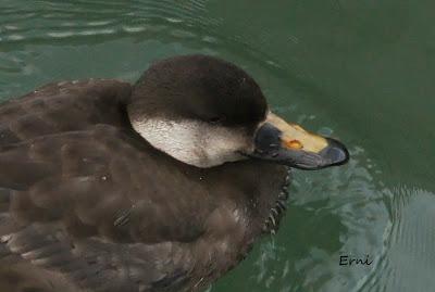 BIG YEAR SPAIN 2013 (NOVIEMBRE)