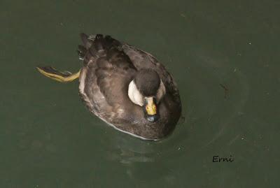 BIG YEAR SPAIN 2013 (NOVIEMBRE)