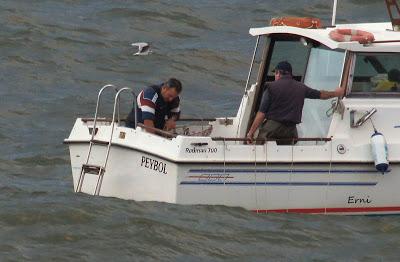 BIG YEAR SPAIN 2013 (NOVIEMBRE)