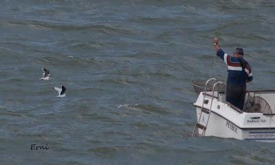 BIG YEAR SPAIN 2013 (NOVIEMBRE)