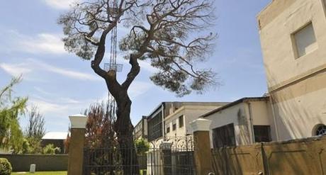 MURIÓ EL PINO HISTÓRICO DE SAN LORENZO