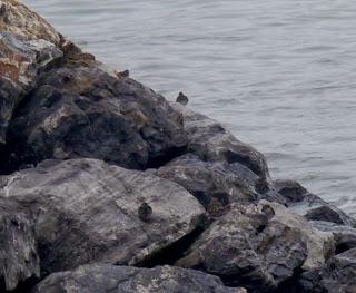 Para empezar el año, correlimos oscuro.