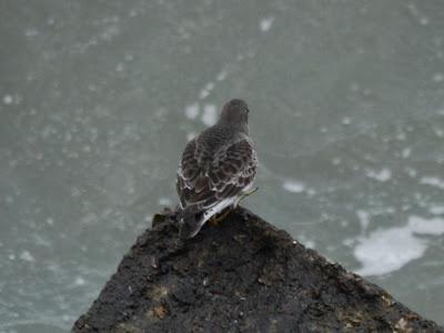 Para empezar el año, correlimos oscuro.