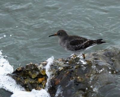 Para empezar el año, correlimos oscuro.