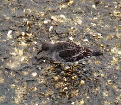 Para empezar el año, correlimos oscuro.