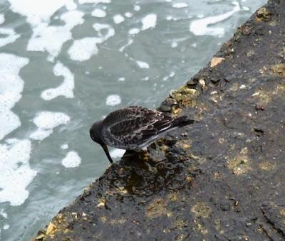 Para empezar el año, correlimos oscuro.