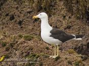 Gaviota cocinera (Kelp Gull) Larus dominicanus