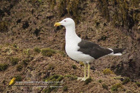 Gaviota cocinera (Kelp Gull) Larus dominicanus