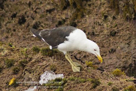 Gaviota cocinera (Kelp Gull) Larus dominicanus