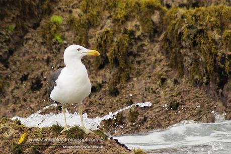 Gaviota cocinera (Kelp Gull) Larus dominicanus