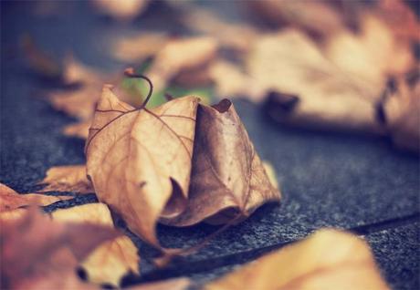 street style barbara crespo autumn leaves puerta alcala madrid fashion blogger outfit street style barbara crespo autumn leaves puerta alcala madrid fashion blogger outfit