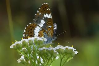 Para ampliar Limenitis camilla (Linnaeus, 1764) hacer clic