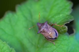 Para ampliar Picromerus bidens (Linnaeus, 1758) hacer clic