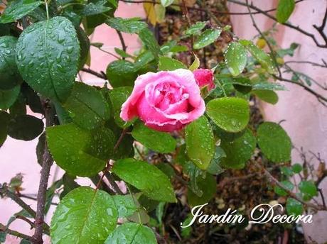 eglantyne-el-primer-rosal-que-florece-este-año