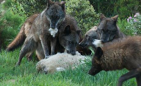 LobosComiendo