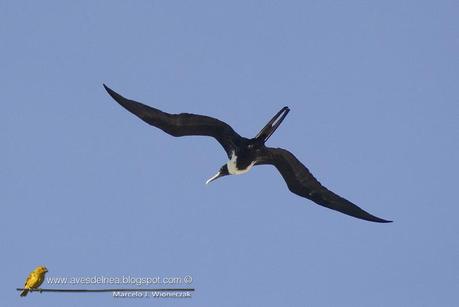 Ave fragata (Mangnificent Fregatebird) Fregata magnificens