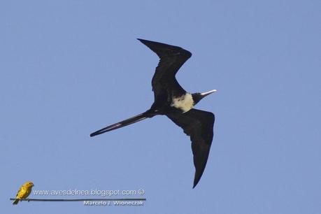 Ave fragata (Mangnificent Fregatebird) Fregata magnificens