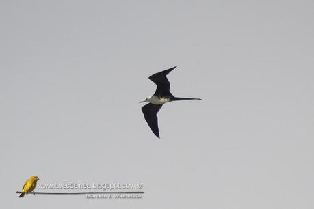 Ave fragata (Mangnificent Fregatebird) Fregata magnificens