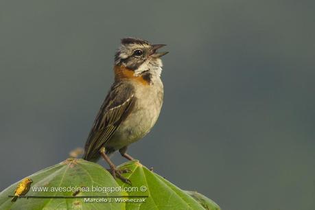 Tico-tico (Rufous-collared Sparrow) Zonotrichia capensis