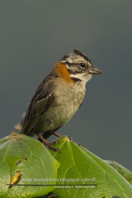 Tico-tico (Rufous-collared Sparrow) Zonotrichia capensis