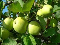 Ragalna, la terraza del Etna