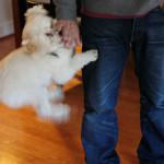 cómo hacer que tu perro deje de saltar