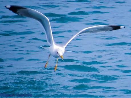 ENTRE GAVIONES(Larus marinus)-HONDARRIBIA