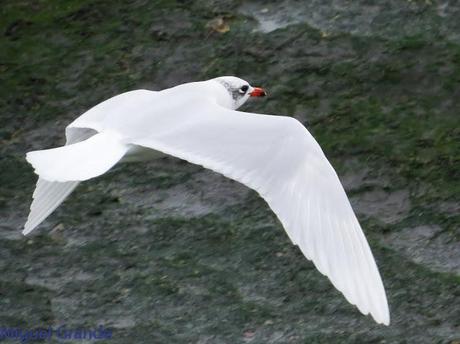 ENTRE GAVIONES(Larus marinus)-HONDARRIBIA