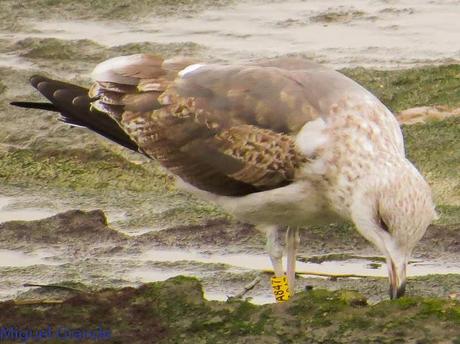 ENTRE GAVIONES(Larus marinus)-HONDARRIBIA
