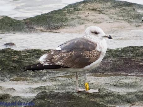 ENTRE GAVIONES(Larus marinus)-HONDARRIBIA