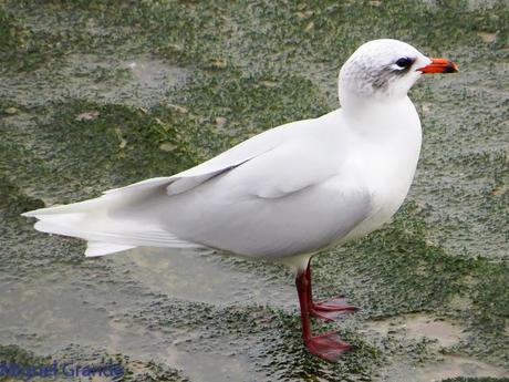 ENTRE GAVIONES(Larus marinus)-HONDARRIBIA