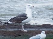 ENTRE GAVIONES(Larus marinus)-HONDARRIBIA