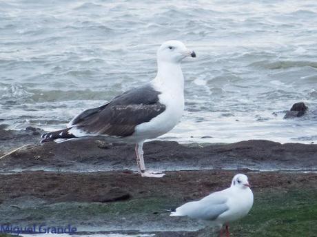 ENTRE GAVIONES(Larus marinus)-HONDARRIBIA