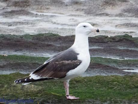 ENTRE GAVIONES(Larus marinus)-HONDARRIBIA