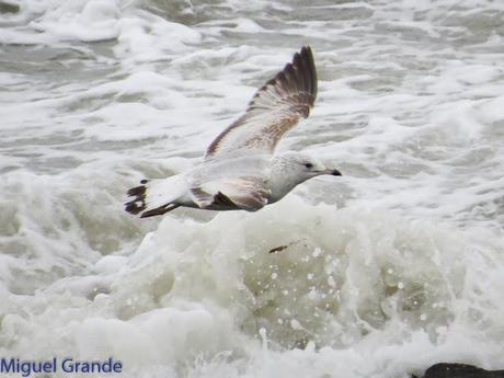ENTRE GAVIONES(Larus marinus)-HONDARRIBIA