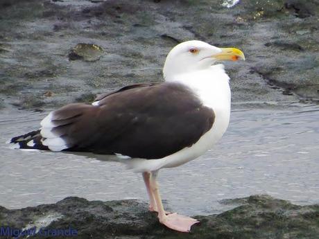 ENTRE GAVIONES(Larus marinus)-HONDARRIBIA