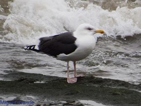 ENTRE GAVIONES(Larus marinus)-HONDARRIBIA