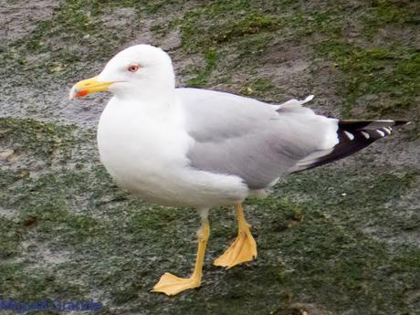 ENTRE GAVIONES(Larus marinus)-HONDARRIBIA