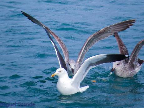 ENTRE GAVIONES(Larus marinus)-HONDARRIBIA