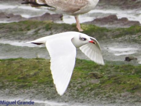 ENTRE GAVIONES(Larus marinus)-HONDARRIBIA