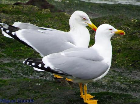 ENTRE GAVIONES(Larus marinus)-HONDARRIBIA