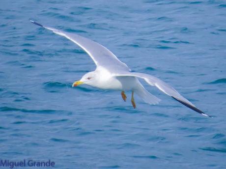 ENTRE GAVIONES(Larus marinus)-HONDARRIBIA