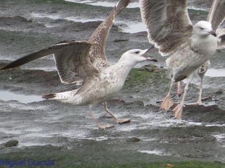 ENTRE GAVIONES(Larus marinus)-HONDARRIBIA
