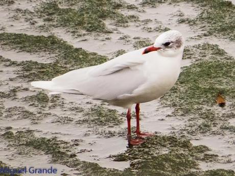 ENTRE GAVIONES(Larus marinus)-HONDARRIBIA
