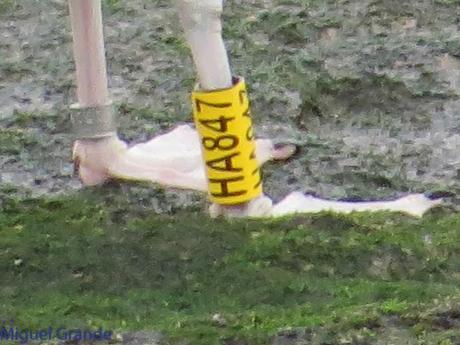 ENTRE GAVIONES(Larus marinus)-HONDARRIBIA