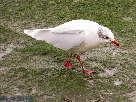 ENTRE GAVIONES(Larus marinus)-HONDARRIBIA